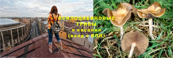 индика Новозыбков